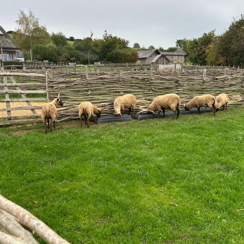 Year 3 Butser Farm